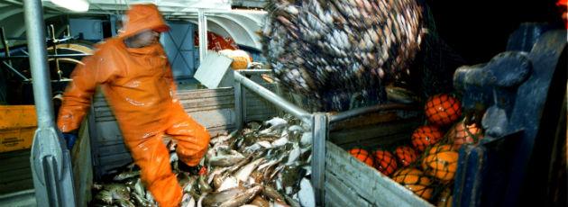 Frustrerende fiskekvoter